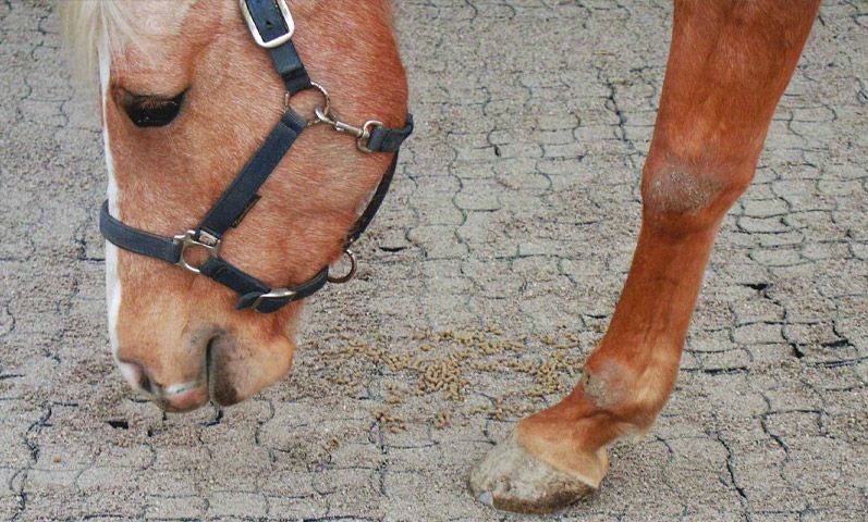 Dalles anti-boue pour les paddocks chevaux, contour ratelier.