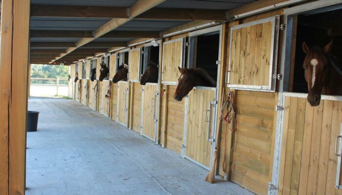 Box extérieur ou barn chevaux pour votre écurie ?