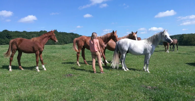 élevage de chevaux de sport en troupeau
