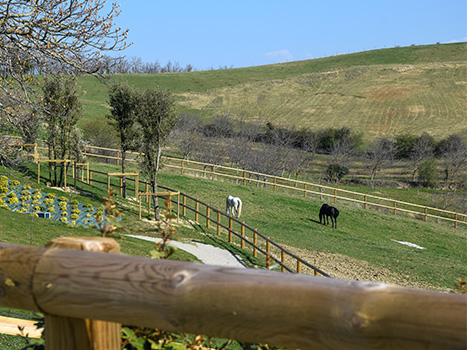 clôture bois pour chevaux
