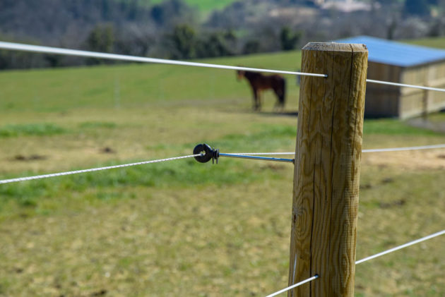 clôture électrique cheval