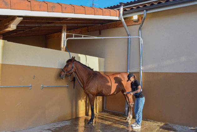 douche pour chevaux