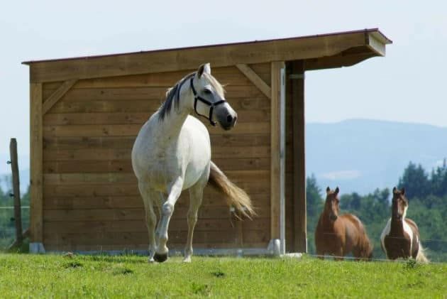 abri déplaçable pour chevaux, en bois 3 x 4 m