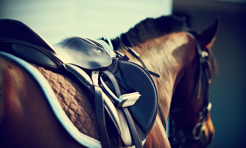 L’écurie active est-elle adaptée aux chevaux de sport ?