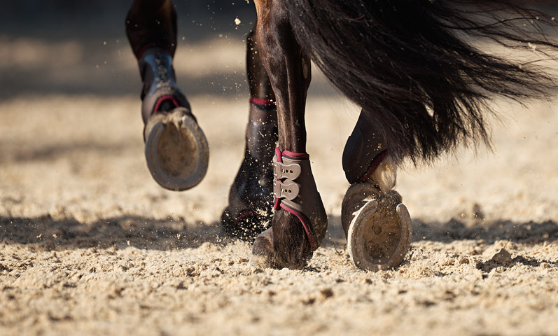 Les chevaux ferrés peuvent-ils vivre en écurie active ?