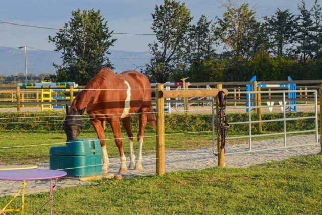un abreuvoir pour chevaux au pied d'une clôture bois et fil nylon