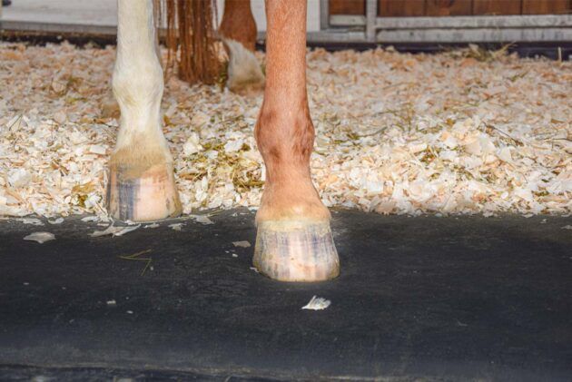 tapis matelas intégral confort en latex pour chevaux