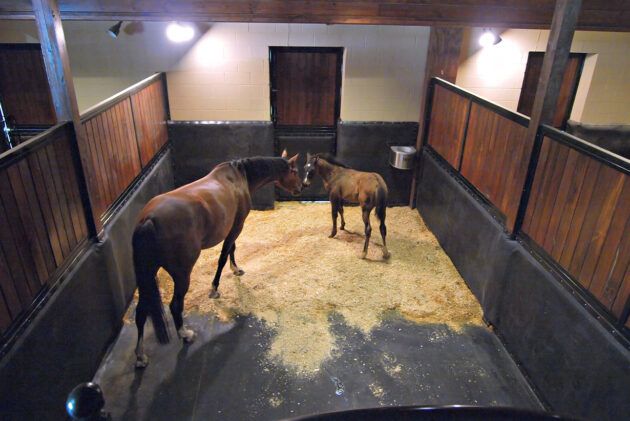 box poulinage tapis confort pour chevaux