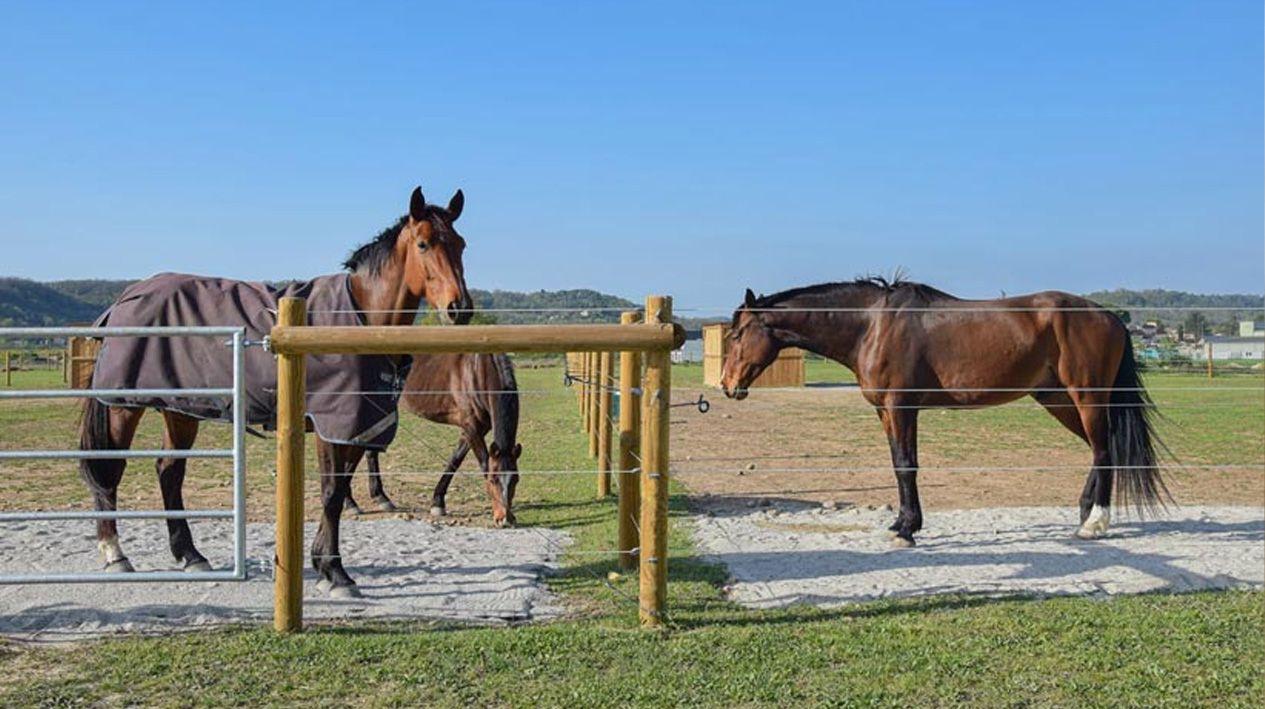 des chevaux dans une écurie avec de grand pré et des clôture horse stop