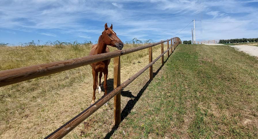 un clôture bois par horse stop