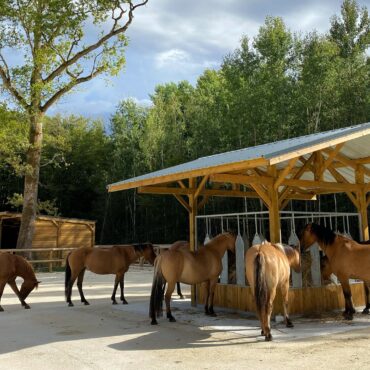 groupe de chevaux autour d'un râtelier abri libre service dans leurs écurie active