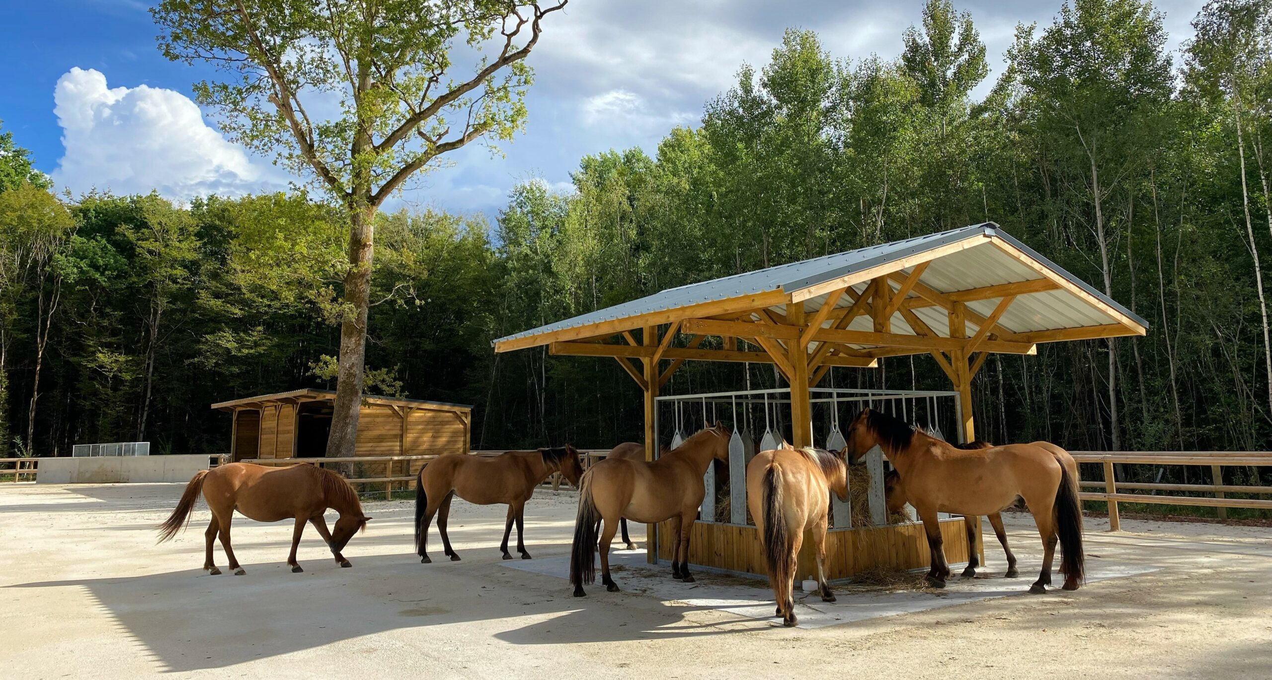 groupe de chevaux autour d'un râtelier abri libre service dans leurs écurie active