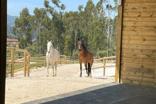 parcours stabilisé et dortoir collectif pour chevaux en écurie active