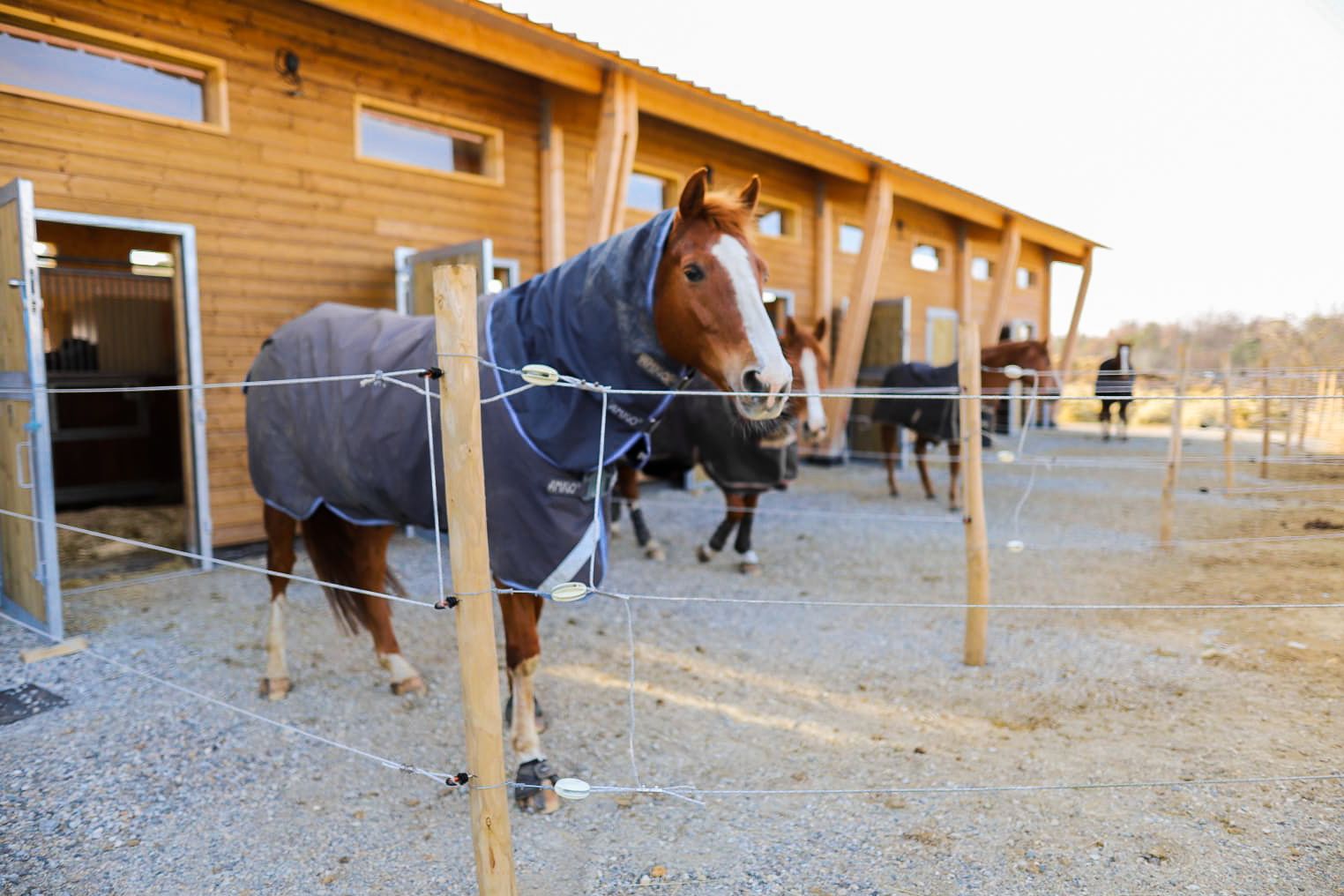 clôture électrique pour chevaux et porte de box écurie