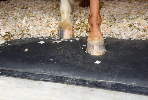 matelas intégral confort en latex pour chevaux
