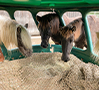 distribution fourrage pour chevaux