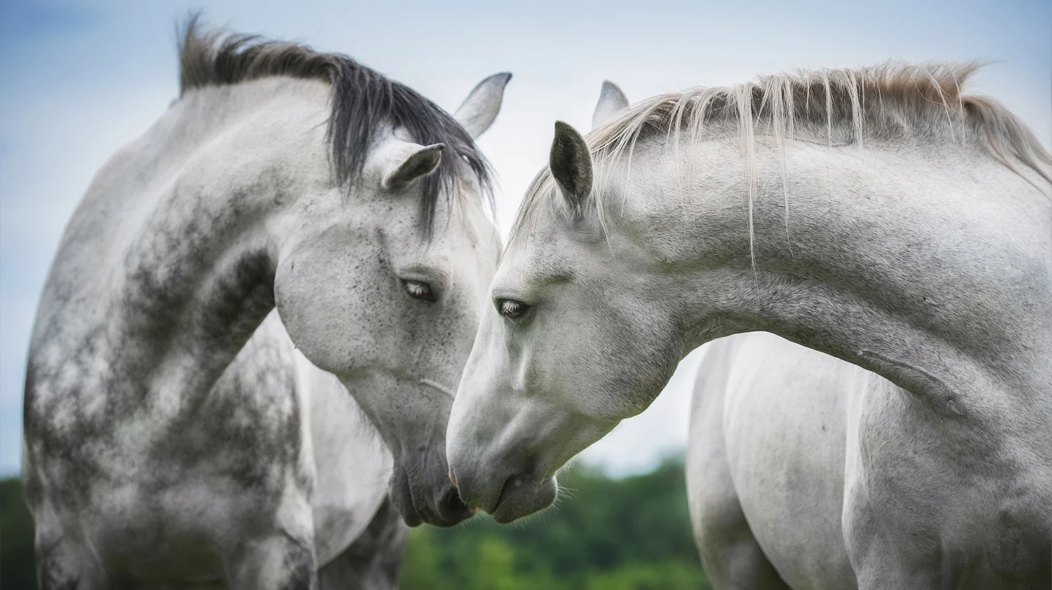Connaissances éthologiques à avoir pour bien mettre ses chevaux en groupe