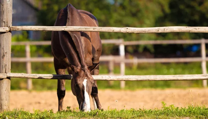 comment prévenir les blessures des clôture chevaux